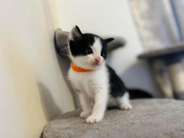 Image 1 of Last black and white boy and girl kittens for sale