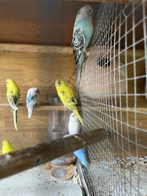 Preview of the first image of Budgies for sale - Variety of Colors and mutations.