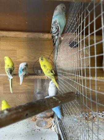 Image 1 of Budgies for sale - Variety of Colors and mutations