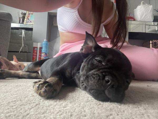 Image 4 of FRENCH BULLDOG PUPPYS LAST TWO PUPS LEFT