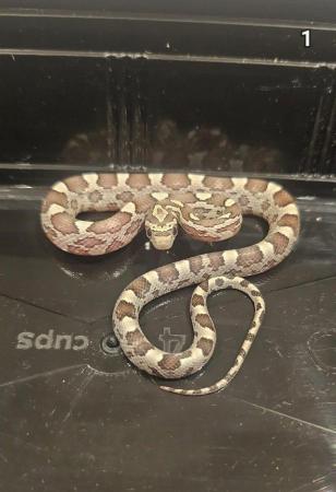 Image 9 of Baby corn snakes 9 months old various colours. Not been sexe