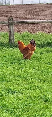 Image 2 of One year old Brahma Cockerel,free to good home