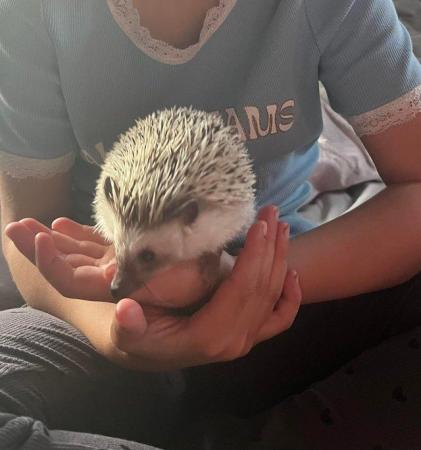 Image 1 of 2 year old African Pygmy hedgehog