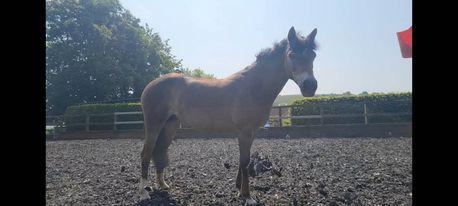 Image 3 of *Bargain* 14hh Native 11yr old mare for Sale