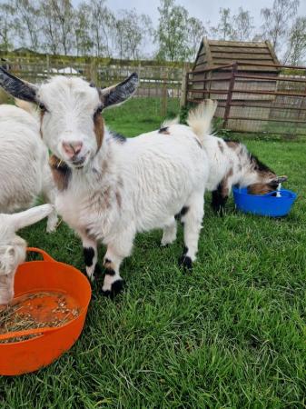 Image 5 of 11 month old Pygmy Goats