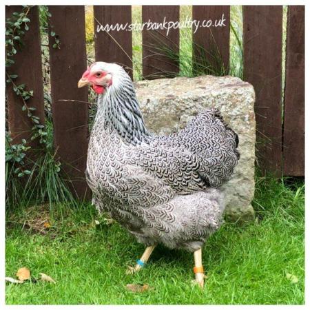 Image 55 of *POULTRY FOR SALE,EGGS,CHICKS,GROWERS,POL PULLETS*