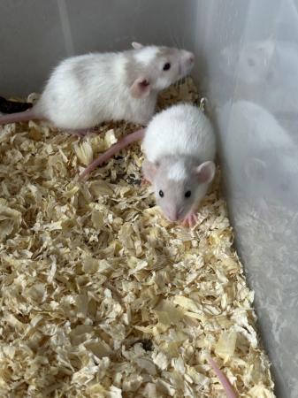 Image 2 of Silly Tame baby dumbo rats available