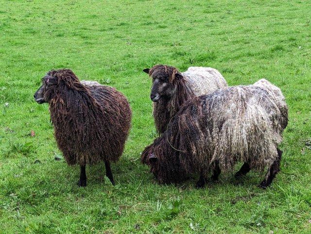 Preview of the first image of 4x pedigree black Leicester longwool breeding ewes.