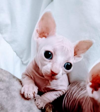 Image 6 of Beautiful Sphinx Kittens Ready Now