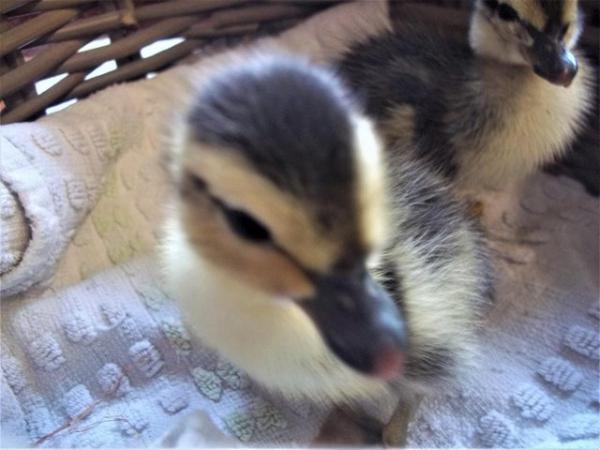 Image 4 of FOR SALE QUALITY CALL DUCKLINGS £12 EACH