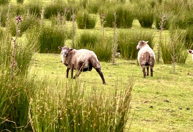 Preview of the first image of 8 Herdwick cross store lambs.