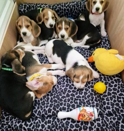 Image 16 of Adorable beagle puppy - ready for a new home