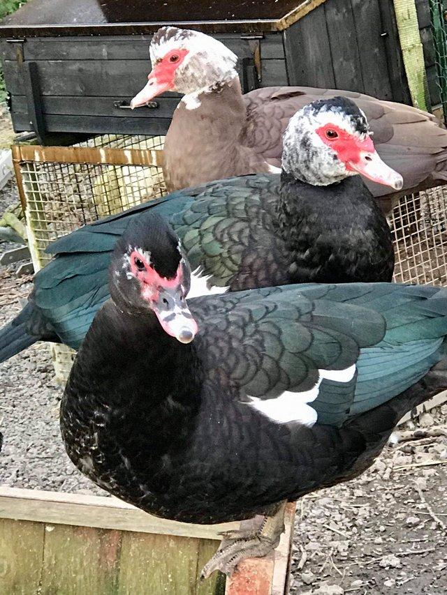 Preview of the first image of Muscovy ducks available in a range of colours.