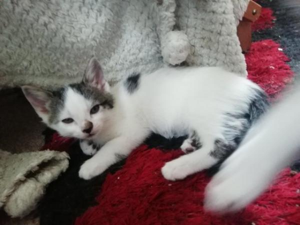 Image 1 of Kittens for new loving homes