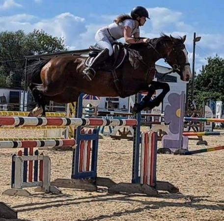 Image 2 of 15hh mare - teenagers dream