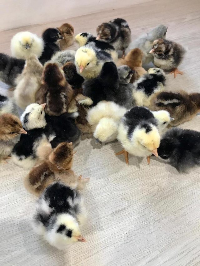 Preview of the first image of Chick's from 1 days old.