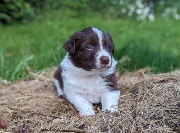 Image 15 of 5 beautiful border collie puppies (4 males and 1 female)