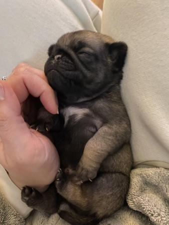 Image 4 of KC Registered Pug Puppies