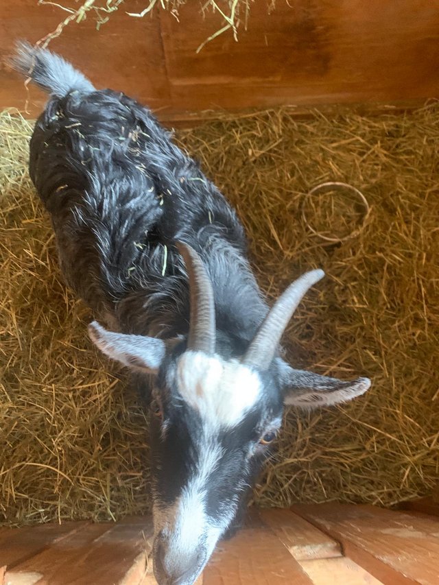 Preview of the first image of Nanny pygmy goat 3years old.