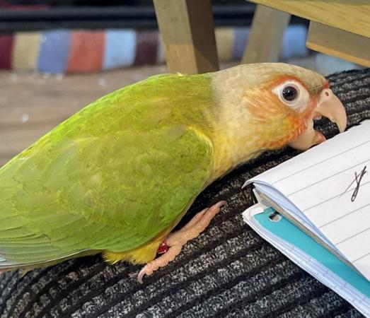 Image 5 of Beautiful babiesconure for sale