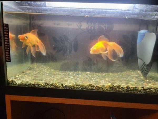 Image 2 of Aquarium with 2 Goldfish and all extras