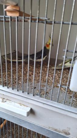Image 3 of Young cockatiel hand tammed for sale