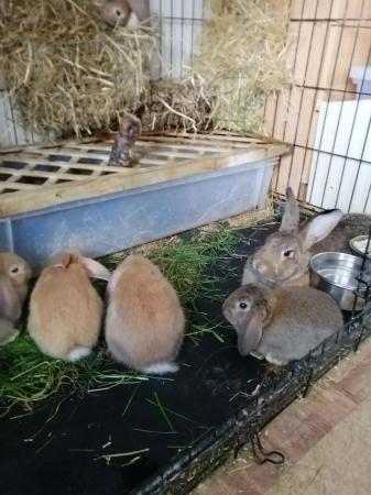 Image 2 of CUTE REX RABBITS ARE LOOKING FOR A LOVELY HOME
