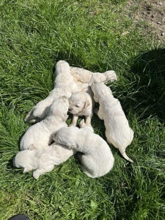 Image 3 of Golden retriever puppies for Sale