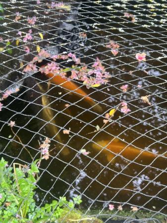 Image 6 of Pond fish for sale koi 24in 25-60 years old