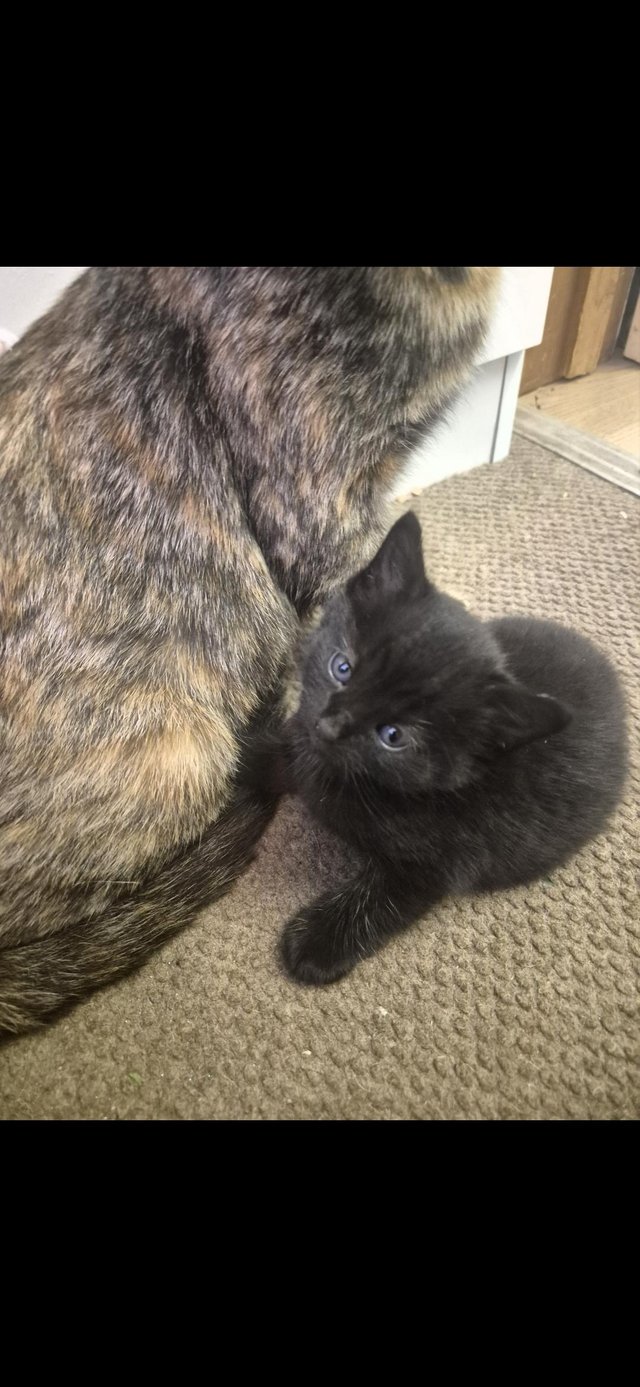 11 week old kittens for sale — photo 4 of 4
