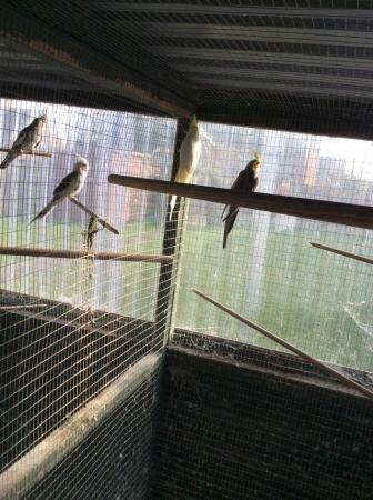 Image 2 of Breeding pairs & 1 year old cockatiels