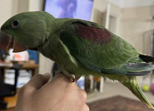 Image 6 of Alexandrine Hand-reared, Ready for New home