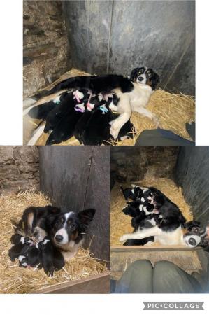 Image 4 of 7 border collie puppies for sale.will be microchiped