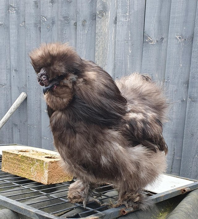 Preview of the first image of usa silkie cockerels 9 months.