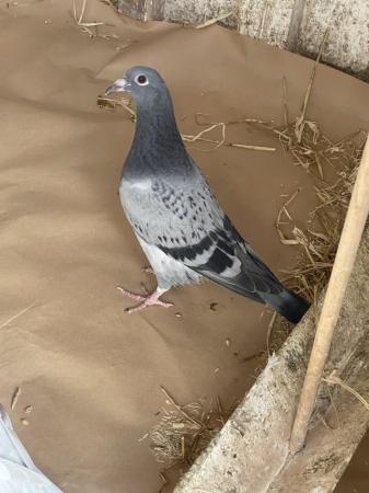Image 4 of Racing pigeons ,,,,,,,,,,,