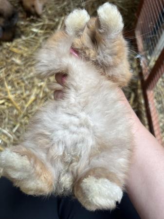 Image 5 of Mini lop rabbits baby bunnies