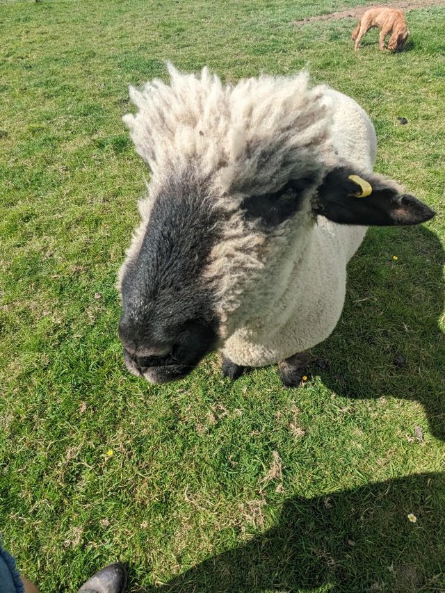 Preview of the first image of 2 year old Oxford Down tup for sale.