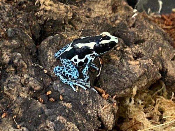 Image 2 of Dendrobates Tinctorius Powder Blue Dart Frogs