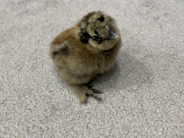 Image 8 of Pure breed Silkie chicks USA and miniature