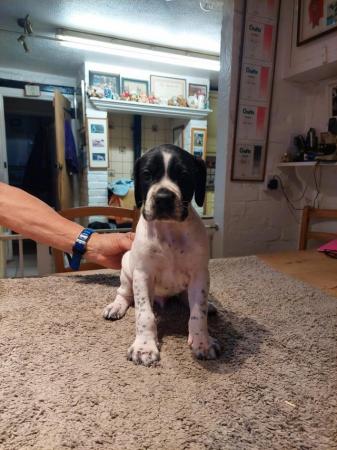 Image 7 of Superb Litter of Pointer puppies