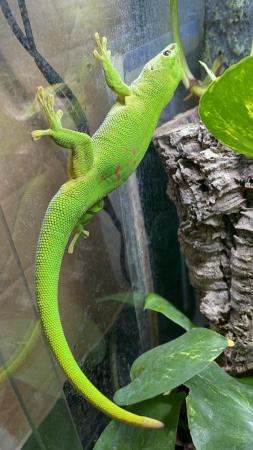 Image 5 of Giant day gecko(Phelsuma Grandis)for sale