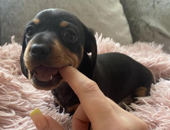 Image 4 of Stunning Miniature dachshund girls kc registered