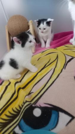 Image 5 of Black female,white and black male kittens,£25 each or £50 bo