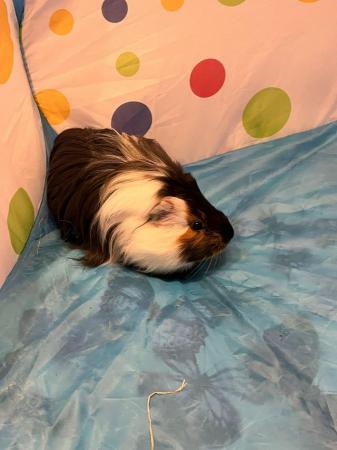 Image 8 of 6 month old Guinea Pigs