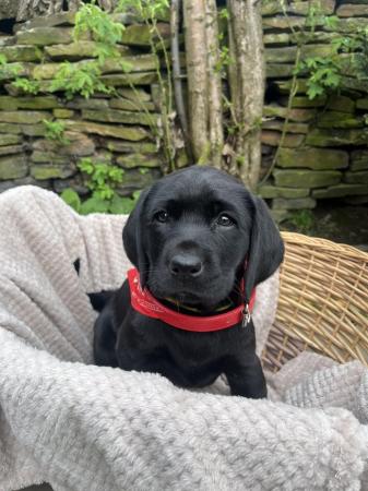 Image 4 of Chunky show style Labrador puppies