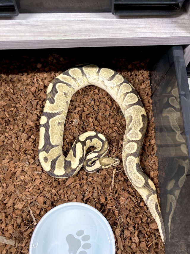 Preview of the first image of Royal Python - Fire Calico Desert Ghost.