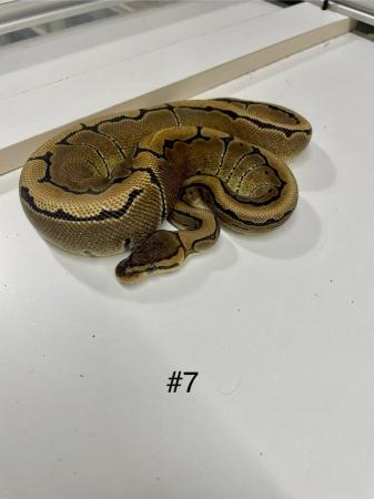 Image 1 of Ball python hatchlings  pinstrpe , leopard, normal