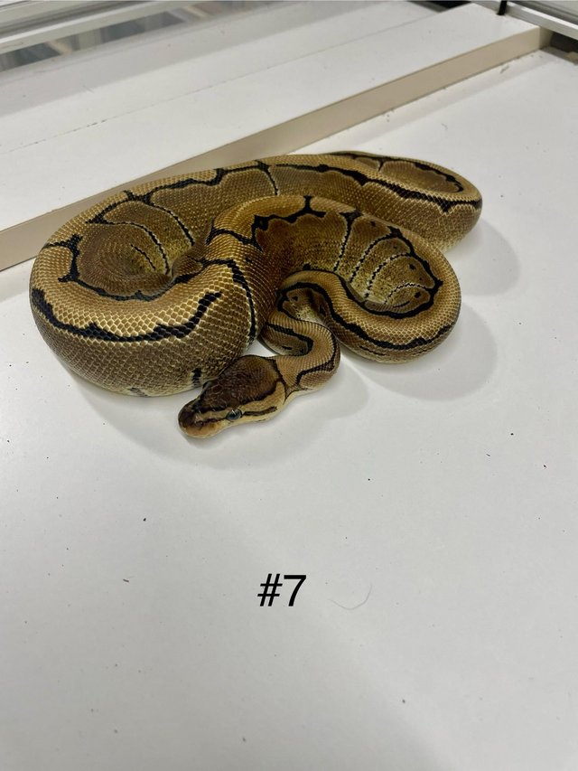Preview of the first image of Ball python hatchlings  pinstrpe , leopard, normal.