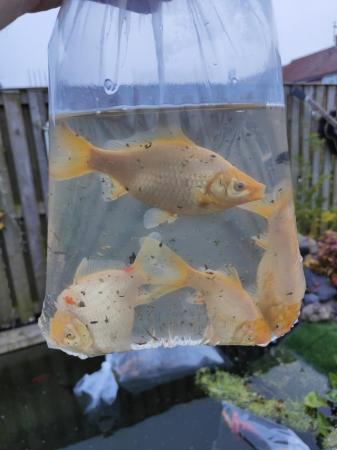 Image 4 of Various pond fish available