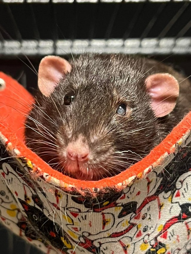 Preview of the first image of 4 dumbo rats for adoption.